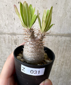 【現品限り】パキポディウム・グラキリス 実生【Z31】 Pachypodium gracilius【植物】塊根植物 夏型 コーデックス