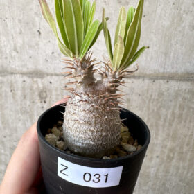 【現品限り】パキポディウム・グラキリス 実生【Z31】 Pachypodium gracilius【植物】塊根植物 夏型 コーデックス