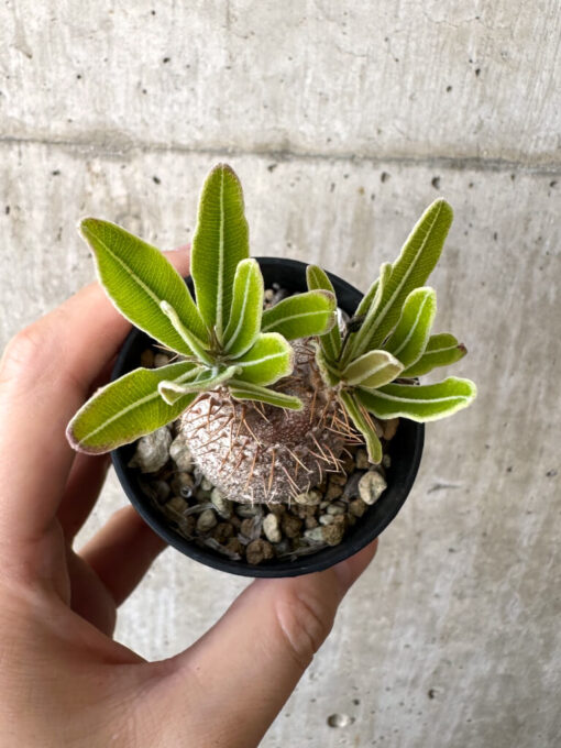 【現品限り】パキポディウム・グラキリス 実生【Z31】 Pachypodium gracilius【植物】塊根植物 夏型 コーデックス - 画像 (2)