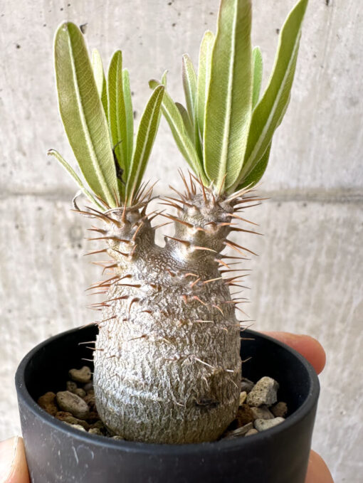 【現品限り】パキポディウム・グラキリス 実生【Z31】 Pachypodium gracilius【植物】塊根植物 夏型 コーデックス - 画像 (3)