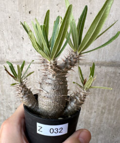【現品限り】パキポディウム・グラキリス 実生【Z32】 Pachypodium gracilius【植物】塊根植物 夏型 コーデックス