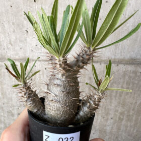 【現品限り】パキポディウム・グラキリス 実生【Z32】 Pachypodium gracilius【植物】塊根植物 夏型 コーデックス