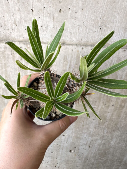 【現品限り】パキポディウム・グラキリス 実生【Z32】 Pachypodium gracilius【植物】塊根植物 夏型 コーデックス - 画像 (2)