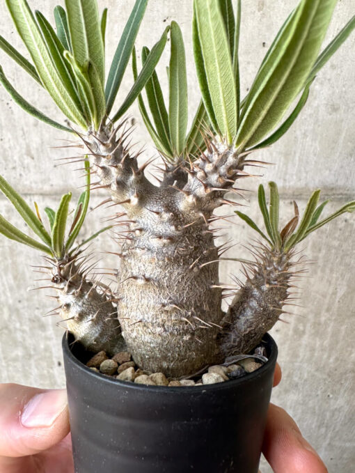 【現品限り】パキポディウム・グラキリス 実生【Z32】 Pachypodium gracilius【植物】塊根植物 夏型 コーデックス - 画像 (3)