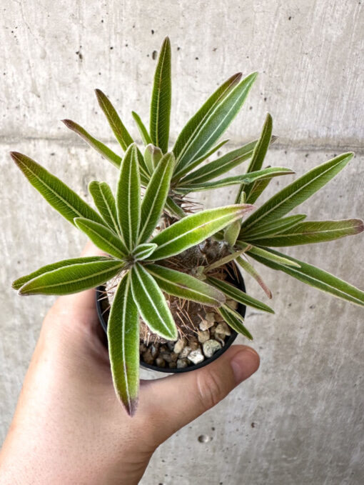 【現品限り】パキポディウム・グラキリス 実生【Z33】 Pachypodium gracilius【植物】塊根植物 夏型 コーデックス - 画像 (2)