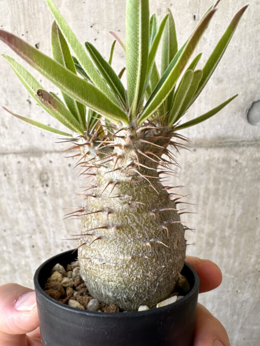 【現品限り】パキポディウム・グラキリス 実生【Z33】 Pachypodium gracilius【植物】塊根植物 夏型 コーデックス - 画像 (3)