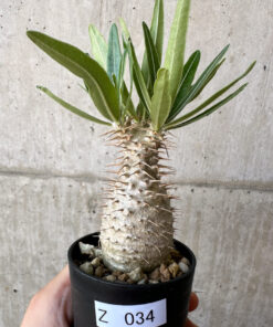 【現品限り】パキポディウム・グラキリス 実生【Z34】 Pachypodium gracilius【植物】塊根植物 夏型 コーデックス