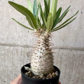 【現品限り】パキポディウム・グラキリス 実生【Z34】 Pachypodium gracilius【植物】塊根植物 夏型 コーデックス