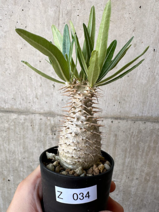 【現品限り】パキポディウム・グラキリス 実生【Z34】 Pachypodium gracilius【植物】塊根植物 夏型 コーデックス