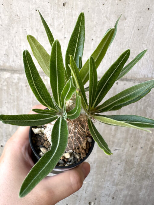 【現品限り】パキポディウム・グラキリス 実生【Z34】 Pachypodium gracilius【植物】塊根植物 夏型 コーデックス - 画像 (2)