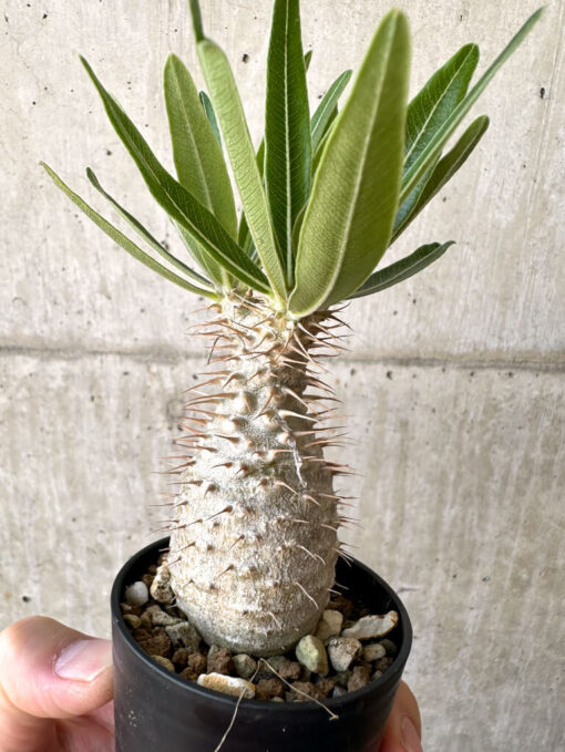 【現品限り】パキポディウム・グラキリス 実生【Z34】 Pachypodium gracilius【植物】塊根植物 夏型 コーデックス - 画像 (3)