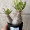 【現品限り】パキポディウム・グラキリス 実生【Z35】 Pachypodium gracilius【植物】塊根植物 夏型 コーデックス