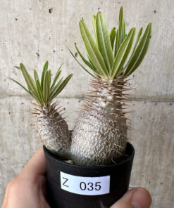【現品限り】パキポディウム・グラキリス 実生【Z35】 Pachypodium gracilius【植物】塊根植物 夏型 コーデックス
