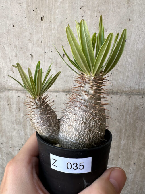 【現品限り】パキポディウム・グラキリス 実生【Z35】 Pachypodium gracilius【植物】塊根植物 夏型 コーデックス