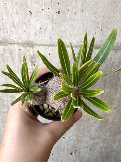 【現品限り】パキポディウム・グラキリス 実生【Z35】 Pachypodium gracilius【植物】塊根植物 夏型 コーデックス - 画像 (2)