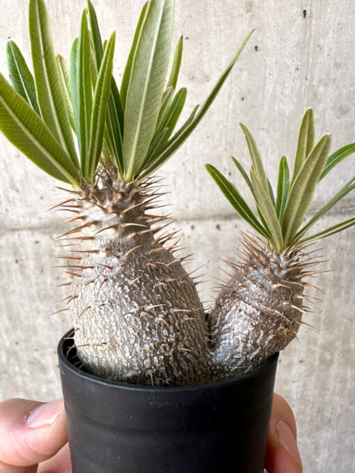 【現品限り】パキポディウム・グラキリス 実生【Z35】 Pachypodium gracilius【植物】塊根植物 夏型 コーデックス - 画像 (3)