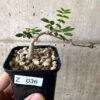 【現品限り】コミフォラ・モンストローサ【Z36】 Commiphora monstruosa【植物】塊根植物 夏型 コーデックス