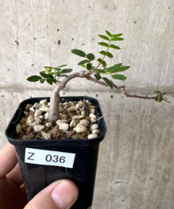 【現品限り】コミフォラ・モンストローサ【Z36】 Commiphora monstruosa【植物】塊根植物 夏型 コーデックス