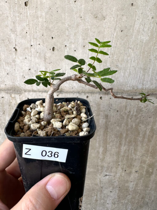 【現品限り】コミフォラ・モンストローサ【Z36】 Commiphora monstruosa【植物】塊根植物 夏型 コーデックス