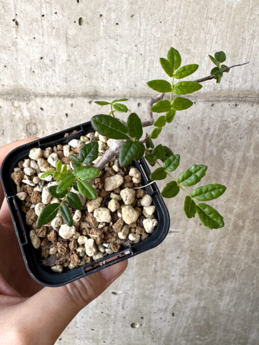 【現品限り】コミフォラ・モンストローサ【Z36】 Commiphora monstruosa【植物】塊根植物 夏型 コーデックス - 画像 (2)