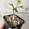 【現品限り】コミフォラ・モンストローサ【Z37】 Commiphora monstruosa【植物】塊根植物 夏型 コーデックス