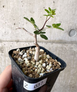 【現品限り】コミフォラ・モンストローサ【Z37】 Commiphora monstruosa【植物】塊根植物 夏型 コーデックス