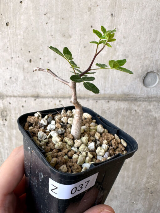 【現品限り】コミフォラ・モンストローサ【Z37】 Commiphora monstruosa【植物】塊根植物 夏型 コーデックス