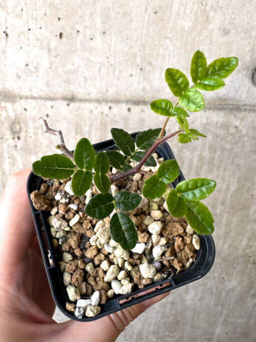 【現品限り】コミフォラ・モンストローサ【Z37】 Commiphora monstruosa【植物】塊根植物 夏型 コーデックス - 画像 (2)