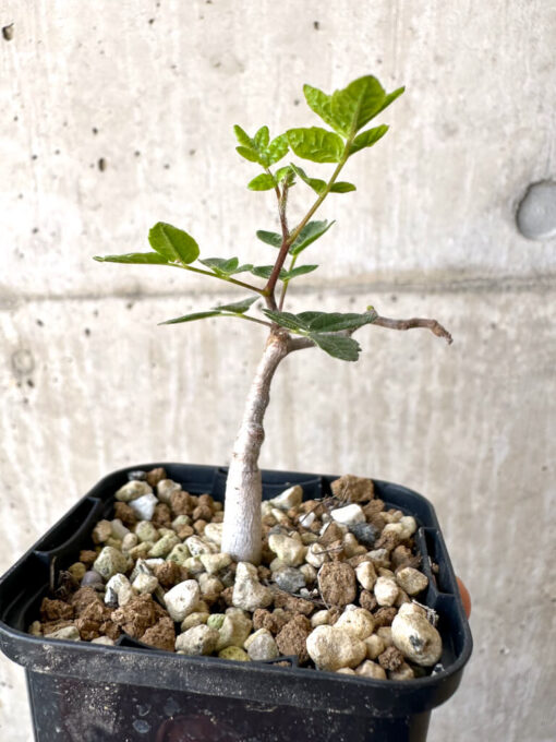【現品限り】コミフォラ・モンストローサ【Z37】 Commiphora monstruosa【植物】塊根植物 夏型 コーデックス - 画像 (3)