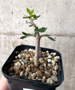 【現品限り】コミフォラ・モンストローサ【Z38】 Commiphora monstruosa【植物】塊根植物 夏型 コーデックス