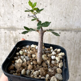【現品限り】コミフォラ・モンストローサ【Z38】 Commiphora monstruosa【植物】塊根植物 夏型 コーデックス