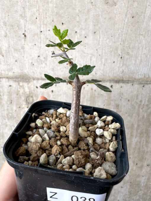 【現品限り】コミフォラ・モンストローサ【Z38】 Commiphora monstruosa【植物】塊根植物 夏型 コーデックス