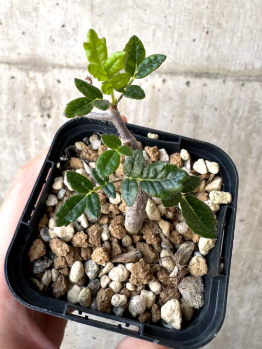 【現品限り】コミフォラ・モンストローサ【Z38】 Commiphora monstruosa【植物】塊根植物 夏型 コーデックス - 画像 (2)