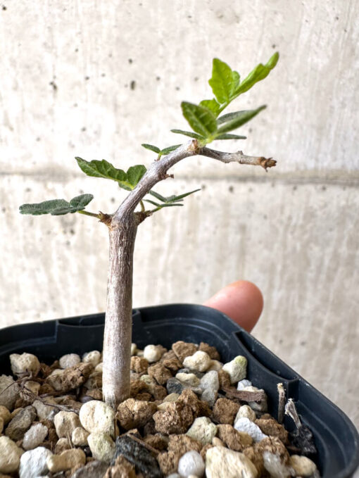 【現品限り】コミフォラ・モンストローサ【Z38】 Commiphora monstruosa【植物】塊根植物 夏型 コーデックス - 画像 (3)