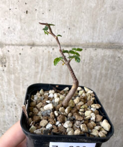 【現品限り】コミフォラ・モンストローサ【Z39】 Commiphora monstruosa【植物】塊根植物 夏型 コーデックス