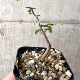 【現品限り】コミフォラ・モンストローサ【Z39】 Commiphora monstruosa【植物】塊根植物 夏型 コーデックス