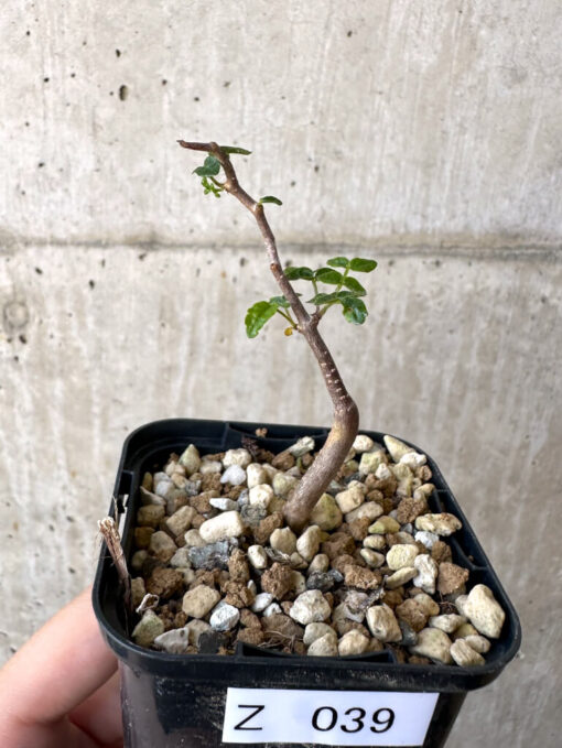 【現品限り】コミフォラ・モンストローサ【Z39】 Commiphora monstruosa【植物】塊根植物 夏型 コーデックス