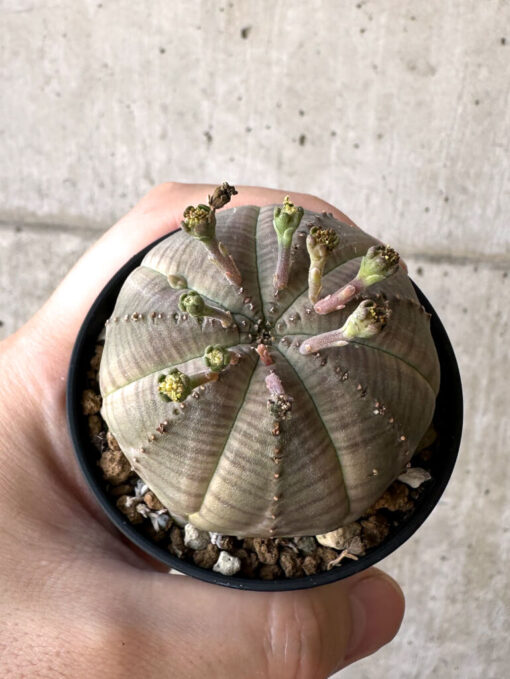 【現品限り】ユーフォルビア・オベサ【Z3】 Euphorbia obesa【植物】塊根植物 夏型 コーデックス - 画像 (2)
