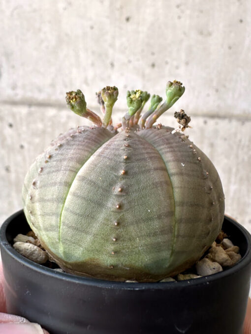 【現品限り】ユーフォルビア・オベサ【Z3】 Euphorbia obesa【植物】塊根植物 夏型 コーデックス - 画像 (3)