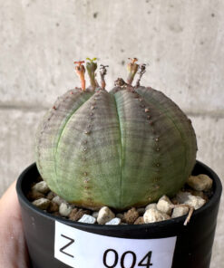 【現品限り】ユーフォルビア・オベサ【Z4】 Euphorbia obesa【植物】塊根植物 夏型 コーデックス