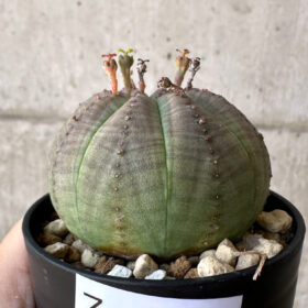 【現品限り】ユーフォルビア・オベサ【Z4】 Euphorbia obesa【植物】塊根植物 夏型 コーデックス
