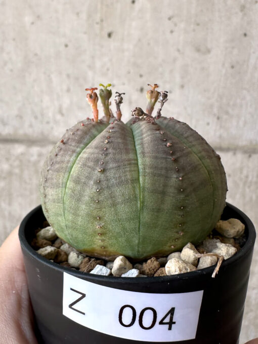 【現品限り】ユーフォルビア・オベサ【Z4】 Euphorbia obesa【植物】塊根植物 夏型 コーデックス