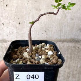 【現品限り】コミフォラ・モンストローサ【Z40】 Commiphora monstruosa【植物】塊根植物 夏型 コーデックス
