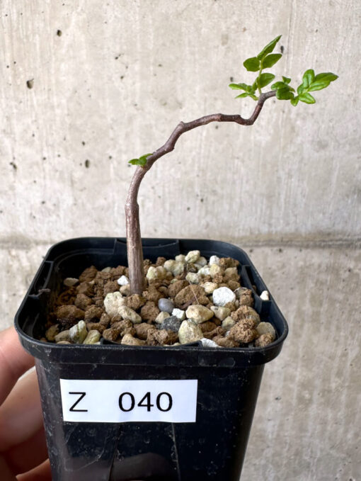 【現品限り】コミフォラ・モンストローサ【Z40】 Commiphora monstruosa【植物】塊根植物 夏型 コーデックス