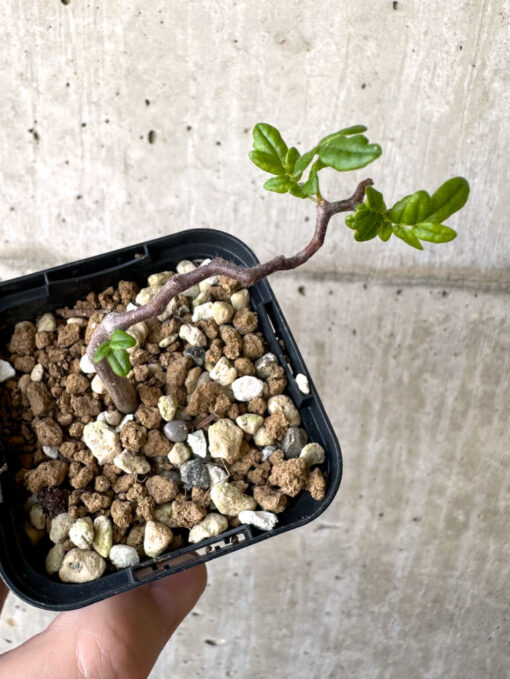 【現品限り】コミフォラ・モンストローサ【Z40】 Commiphora monstruosa【植物】塊根植物 夏型 コーデックス - 画像 (2)
