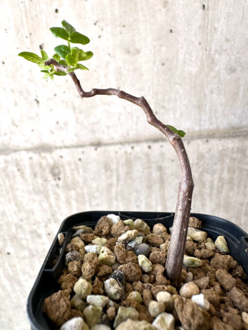 【現品限り】コミフォラ・モンストローサ【Z40】 Commiphora monstruosa【植物】塊根植物 夏型 コーデックス - 画像 (3)