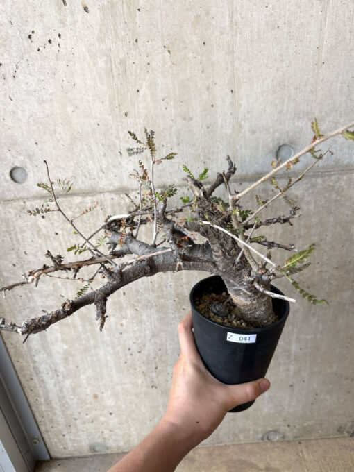 【現品限り】ボスウェリア・ネグレクタ 現地株 発根済み 長期管理【Z41】 Boswellia neglecta【植物】塊根植物 夏型 コーデックス