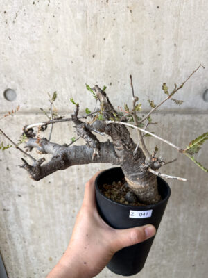 プラントブラザーズ