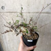 【現品限り】コミフォラ・カタフ ターカネンシス 現地株 長期管理【Z42】 Commiphora kataf turkanensis【植物】塊根植物 夏型 コーデックス