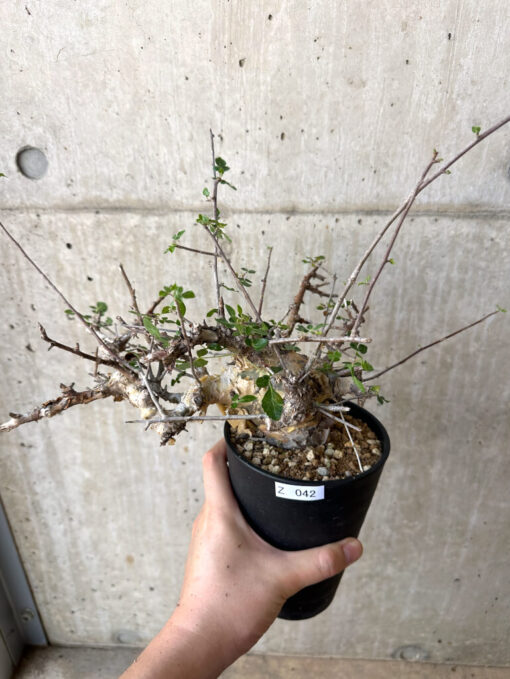 【現品限り】コミフォラ・カタフ ターカネンシス 現地株 長期管理【Z42】 Commiphora kataf turkanensis【植物】塊根植物 夏型 コーデックス